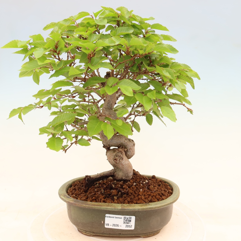 Venkovní bonsai -Carpinus coreana - Habr korejský