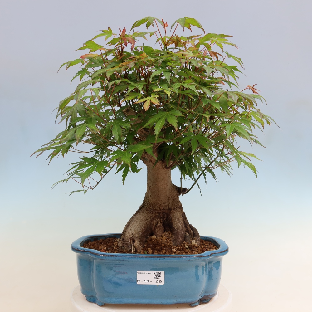 Venkovní bonsai - Javor Burgerův - Acer Burgerianum 