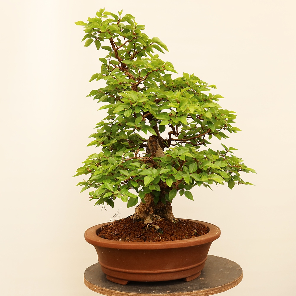 Venkovní bonsai -Carpinus Coreana - Habr korejský