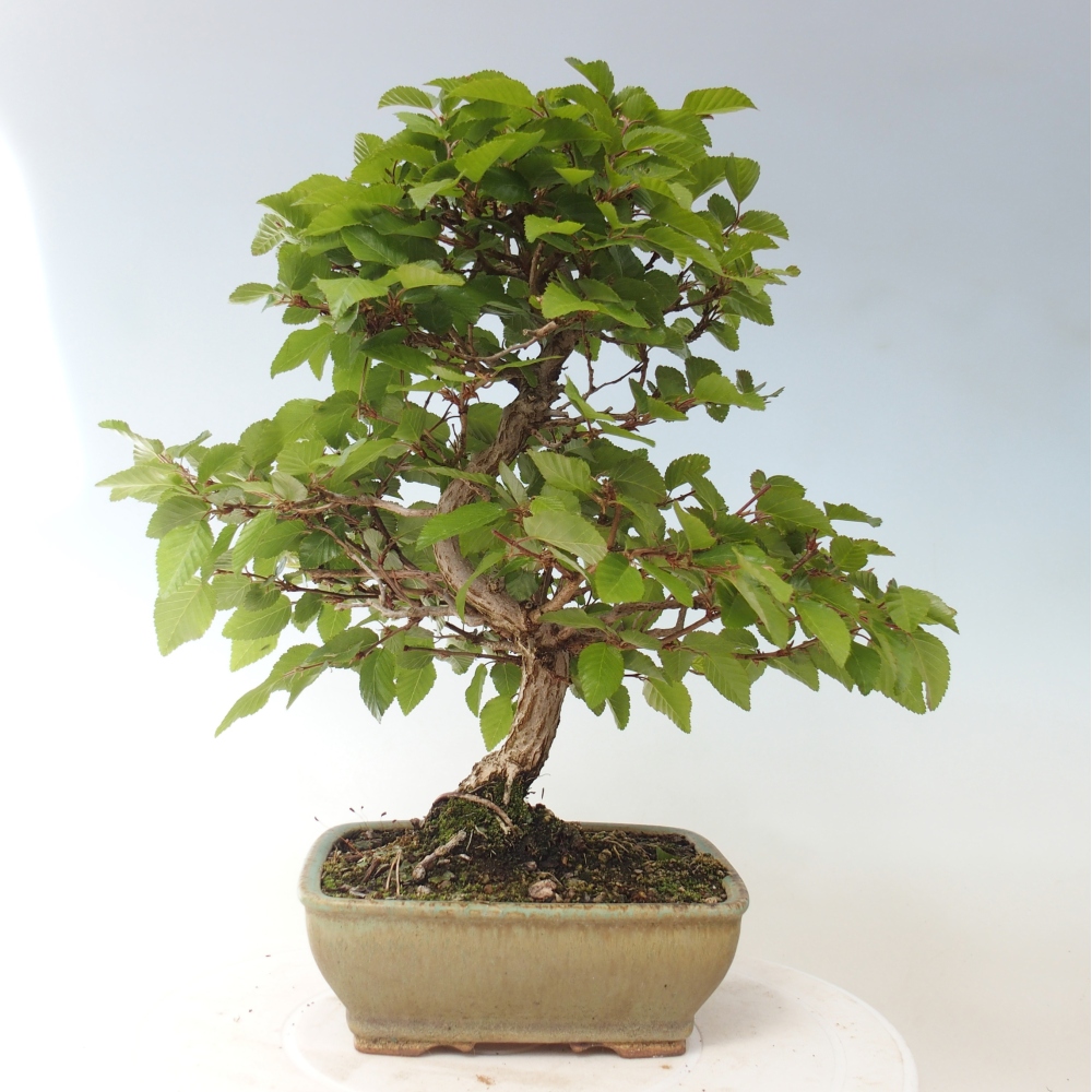 Venkovní bonsai -Carpinus CARPINOIDES - Habr korejský