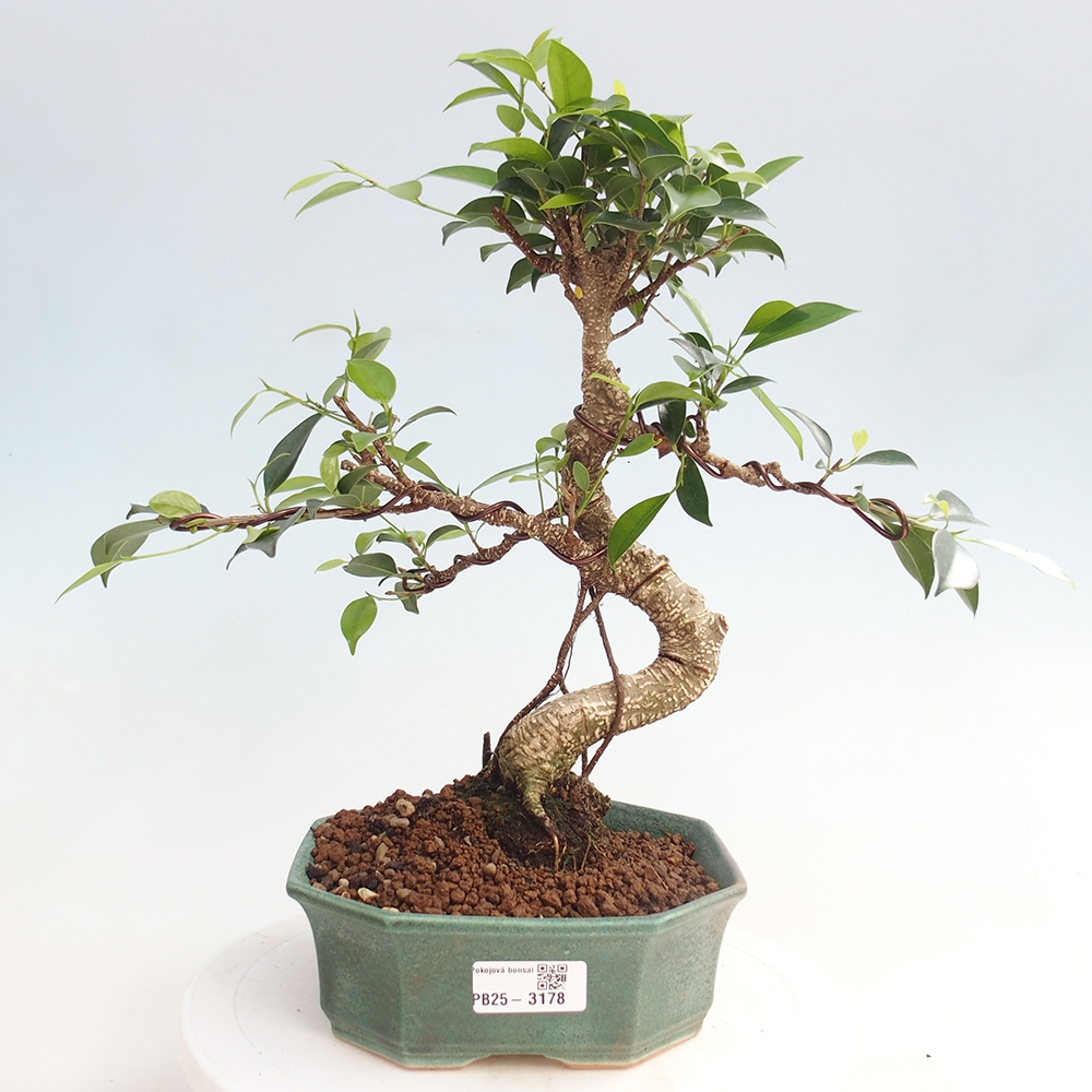 Pokojová bonsai - Ficus retusa -  malolistý fíkus