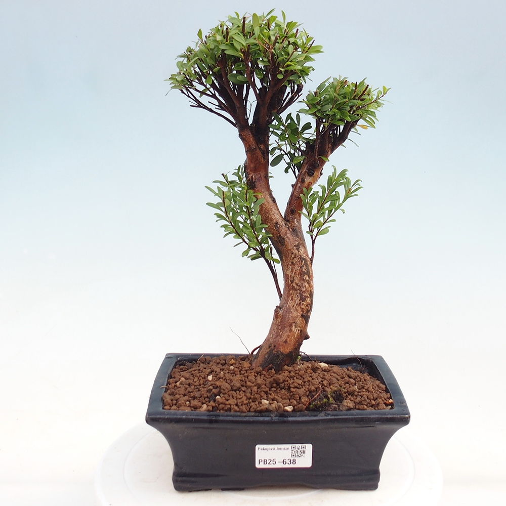 Pokojová bonsai - Syzygium - Pimentovník