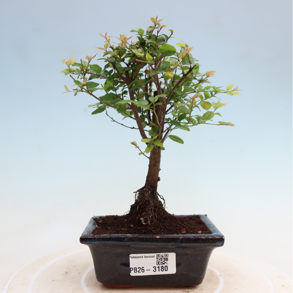 Pokojová bonsai - Sagerécie thea - Sagerécie thea