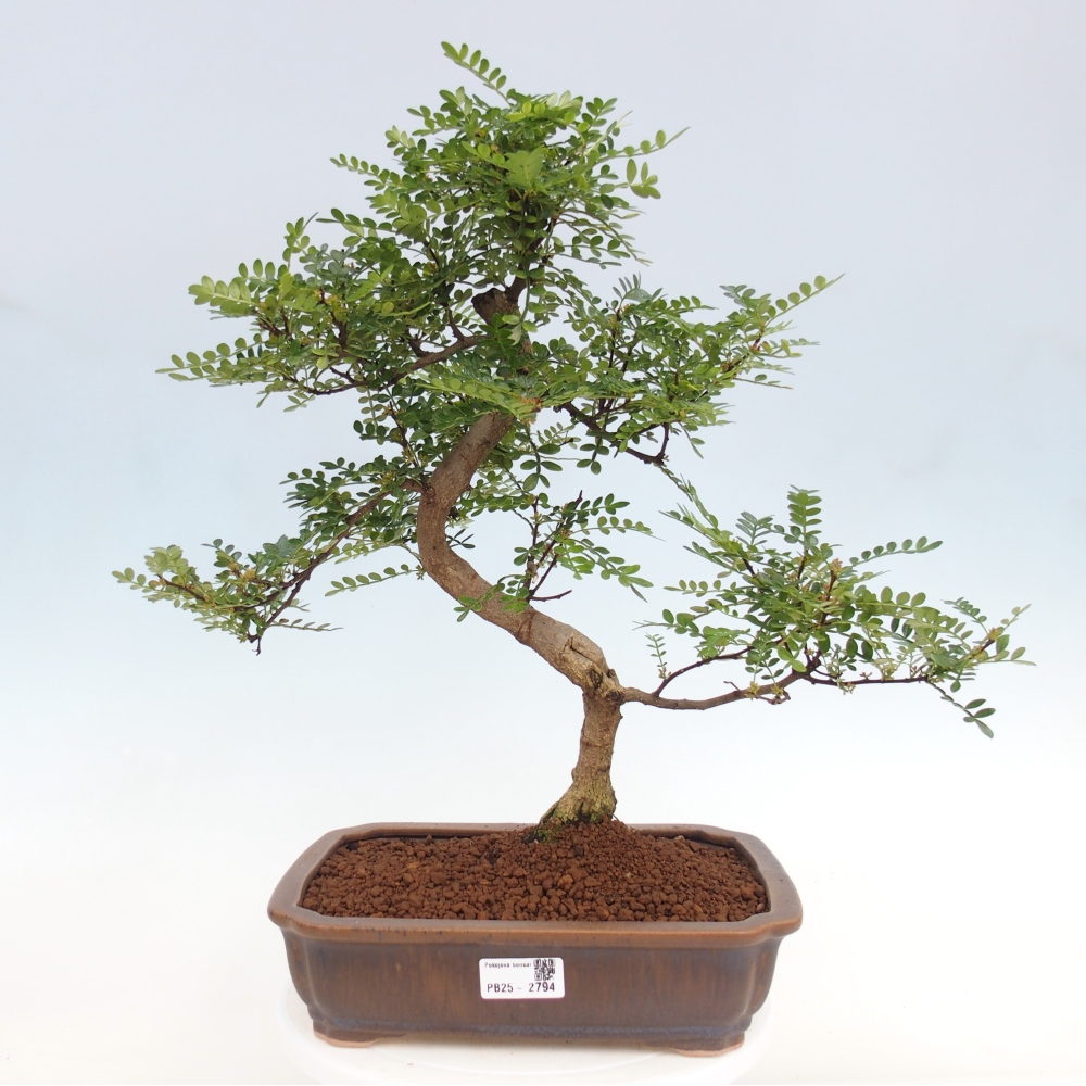 Pokojová bonsai - Zantoxylum piperitum - pepřovník