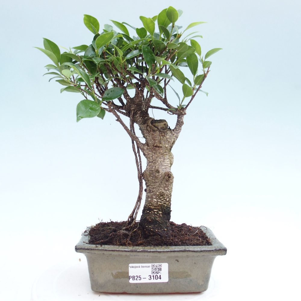 Pokojová bonsai - Ficus retusa -  malolistý fíkus