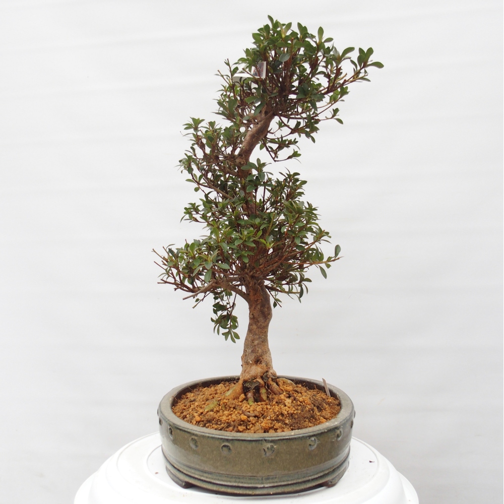 Venkovní bonsai - Japonská azalka - Azalea Hanatsuzuri