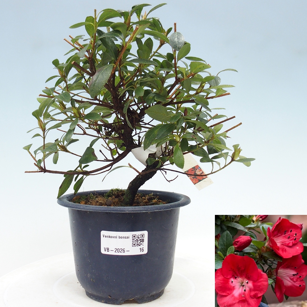Venkovní bonsai - Japonská azalka - Azalea Benibeni