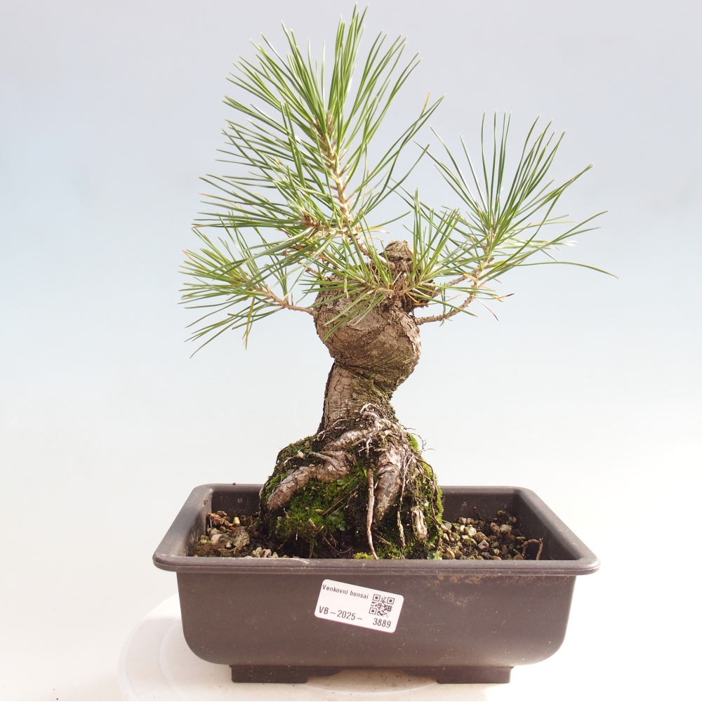 Venkovní bonsai - Pinus thunbergii - Borovice thunbergova