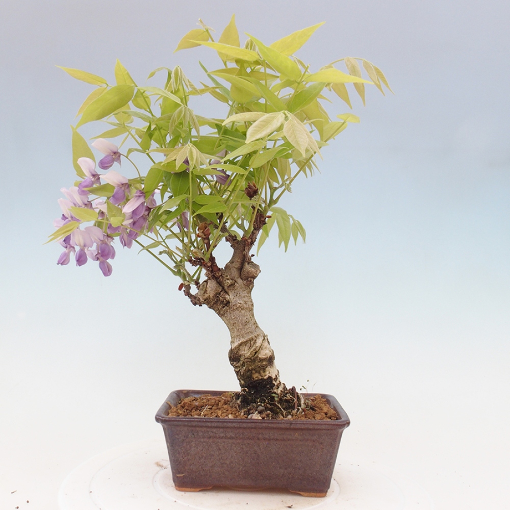 Venkovní bonsai - Vistarie květnatá - Wisteria floribunda
