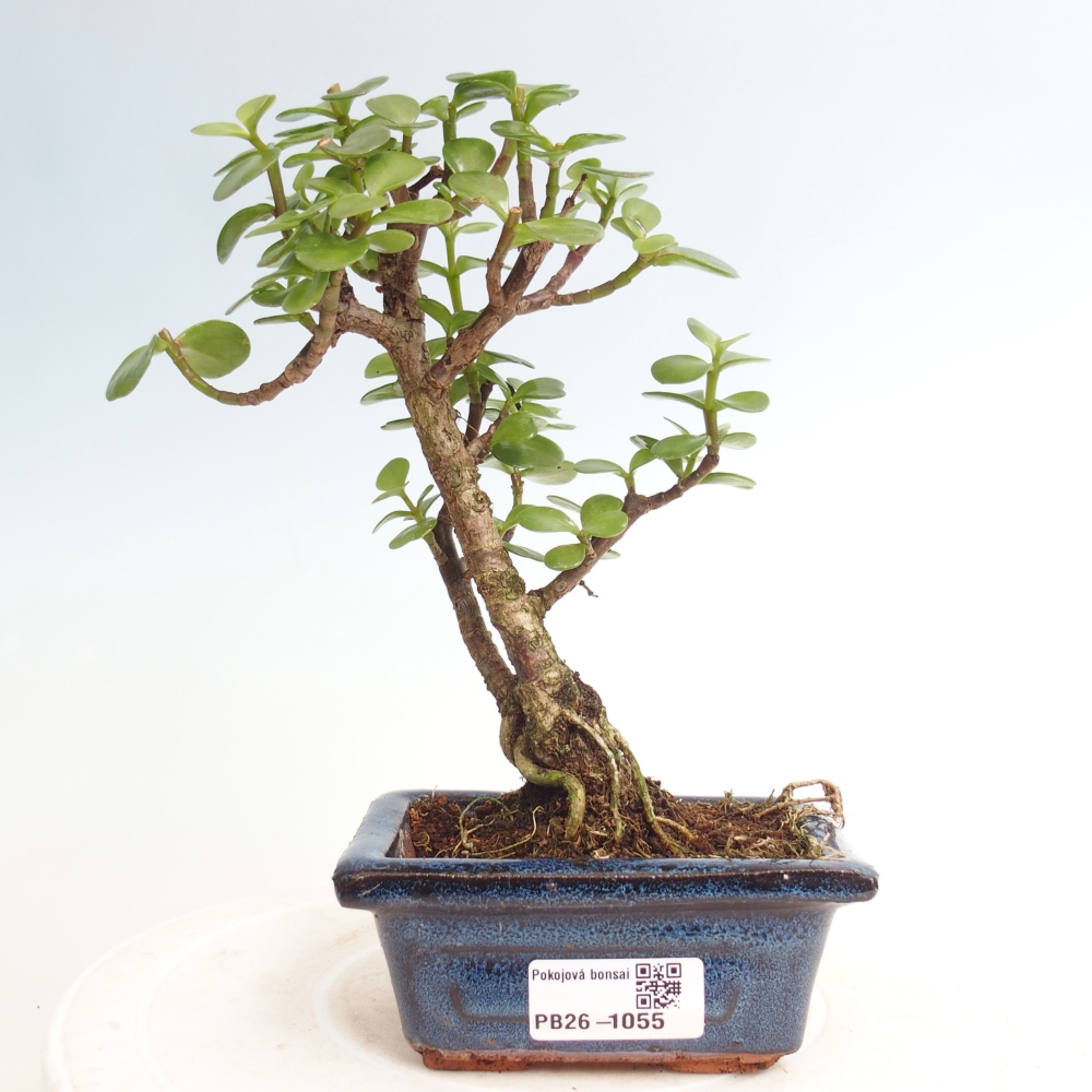 Pokojová bonsai - Portulakaria Afra - Tlustice