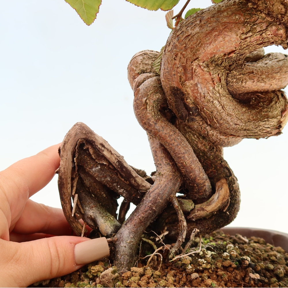 Venkovní bonsai -Carpinus CARPINOIDES - Habr korejský