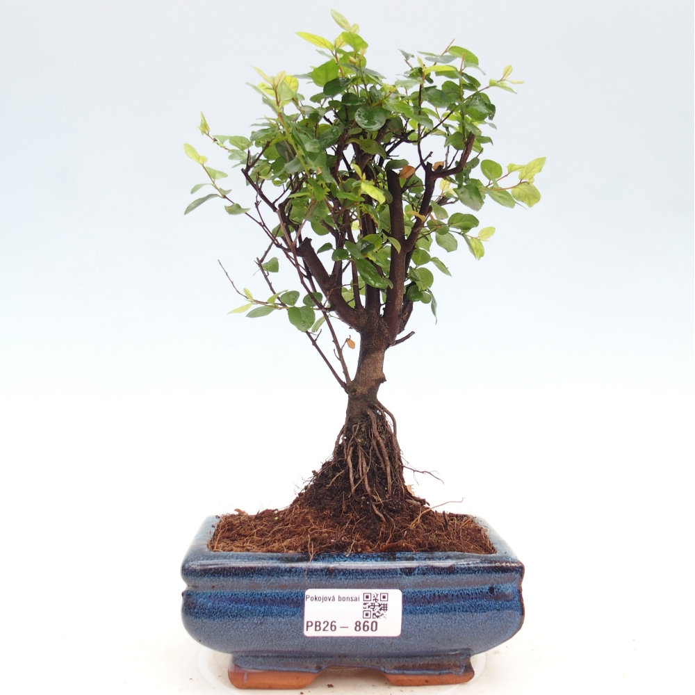 Pokojová bonsai - Sagerécie thea - Sagerécie thea