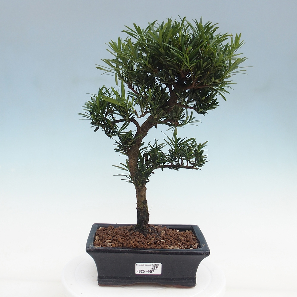 Pokojová bonsai - Podocarpus - Kamenný tis