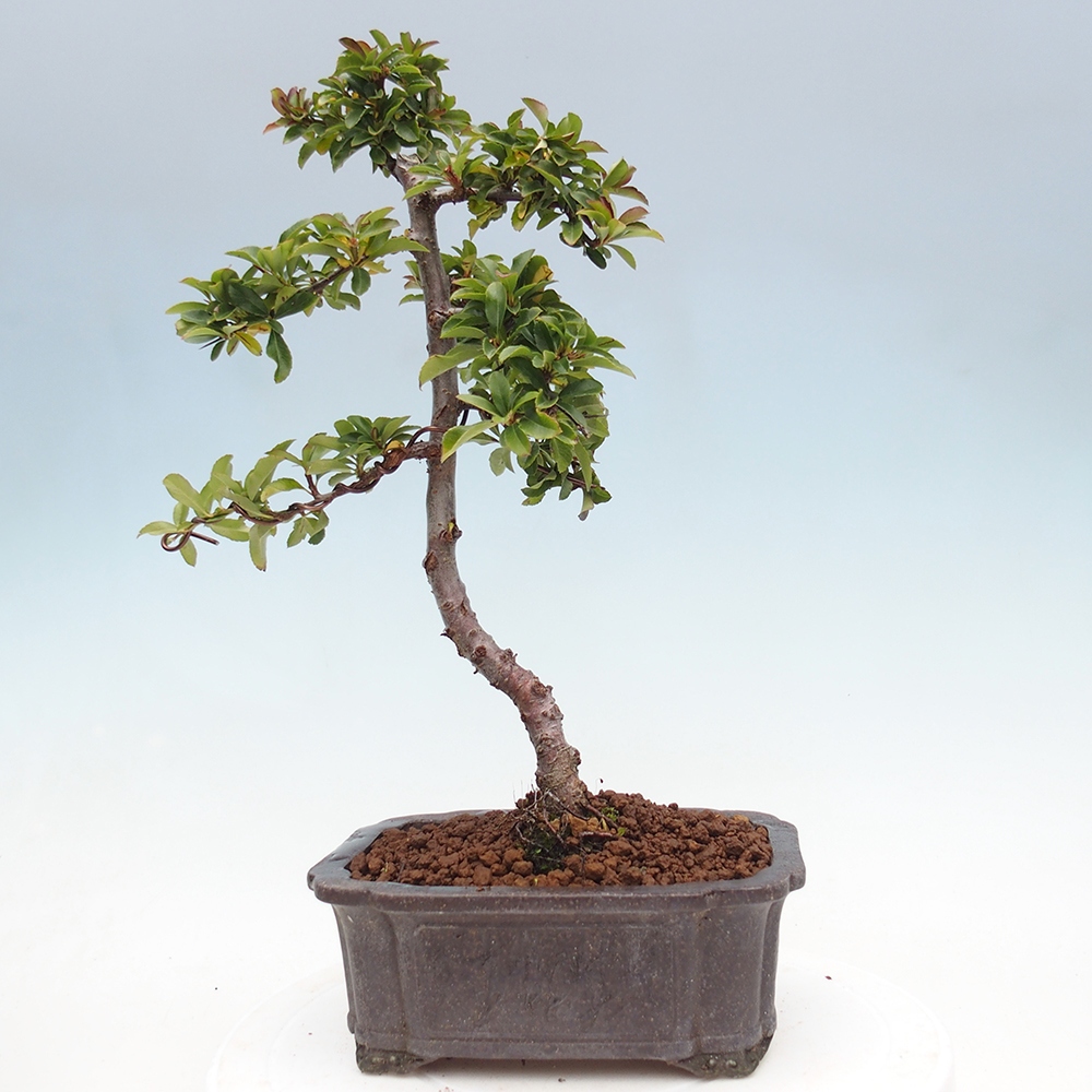 Venkovní bonsai-Pyracanta Teton -Hlohyně