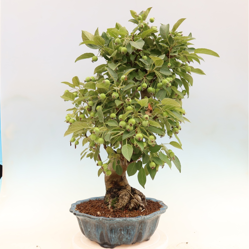 Venkovní bonsai -Malus halliana - Maloplodá jabloň