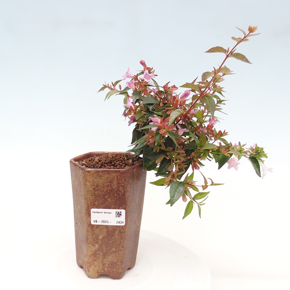 Venkovní bonsai - Abelia Grandiflora - Abélie velkokvětá