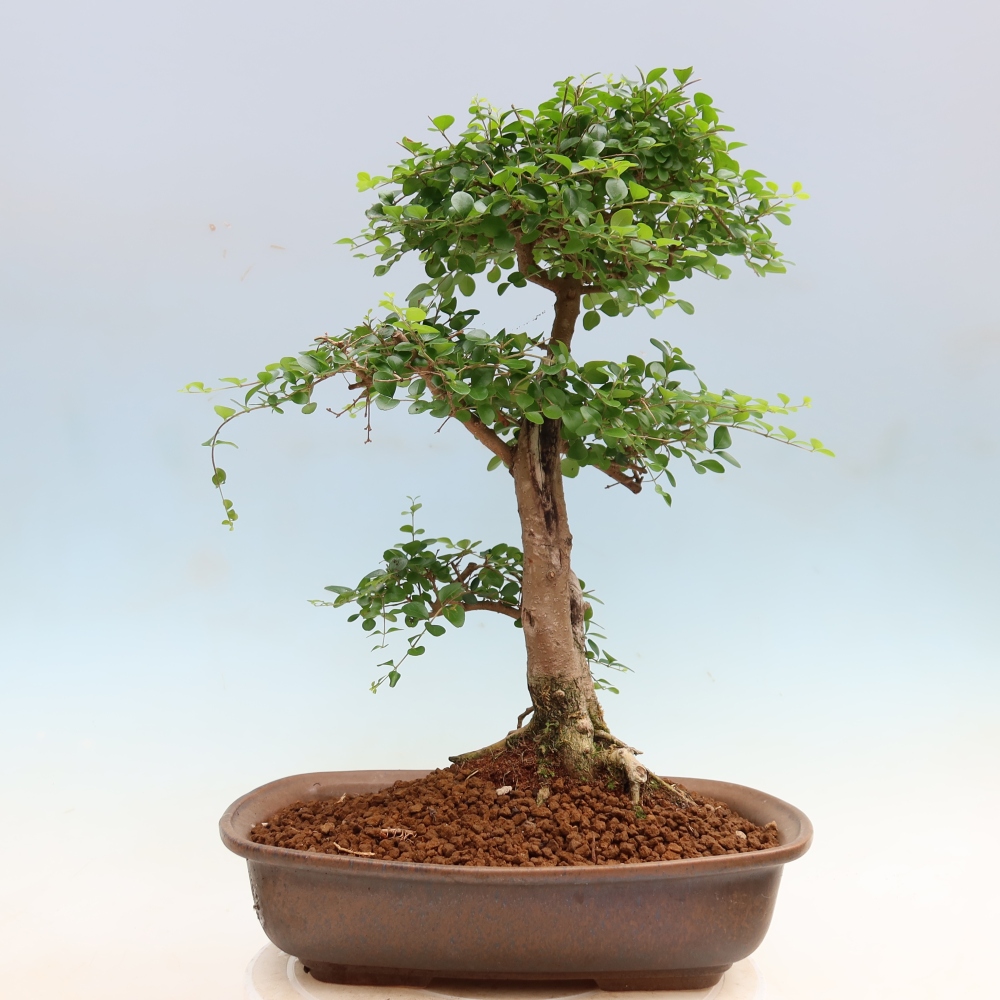 Pokojová bonsai -Ligustrum retusa - malolistý ptačí zob