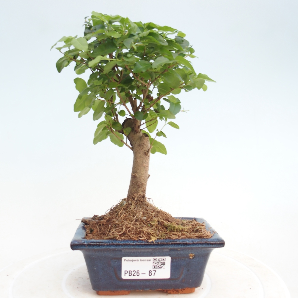 Pokojová bonsai -Ligustrum chinensis - Ptačí zob