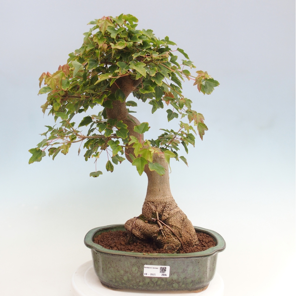 Venkovní bonsai - Acer Buergerianum - Javor Burgerův