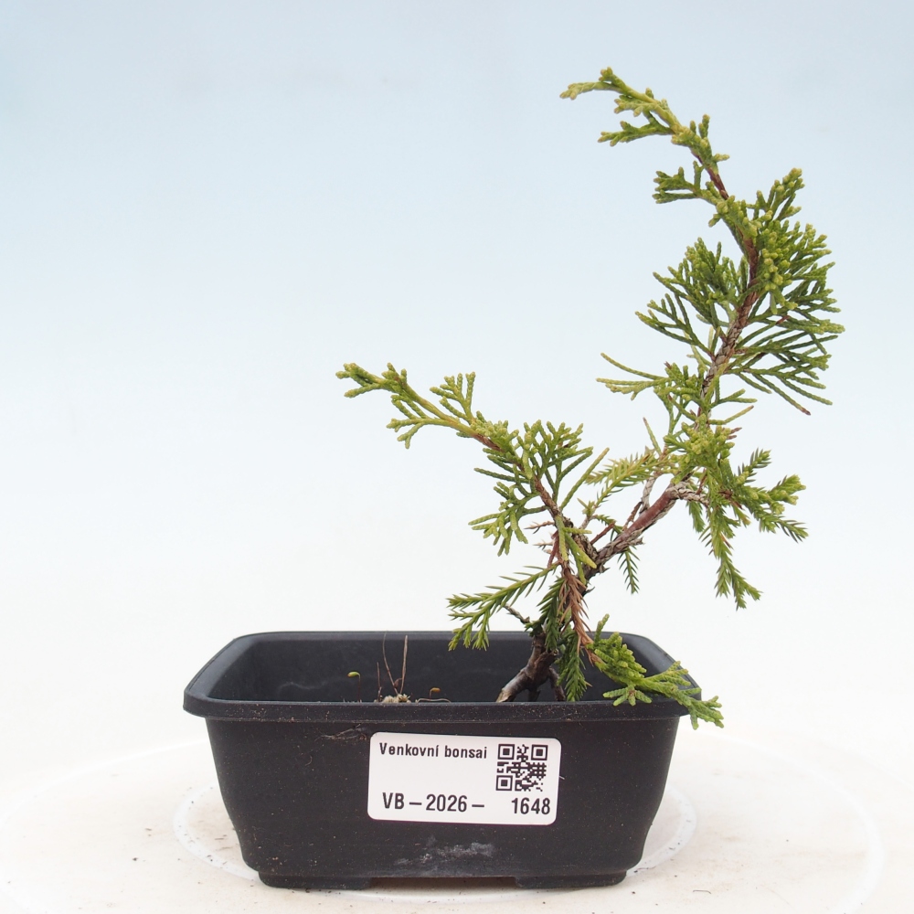 Venkovní bonsai - Juniperus chinensis Itoigawa -Jalovec čínský