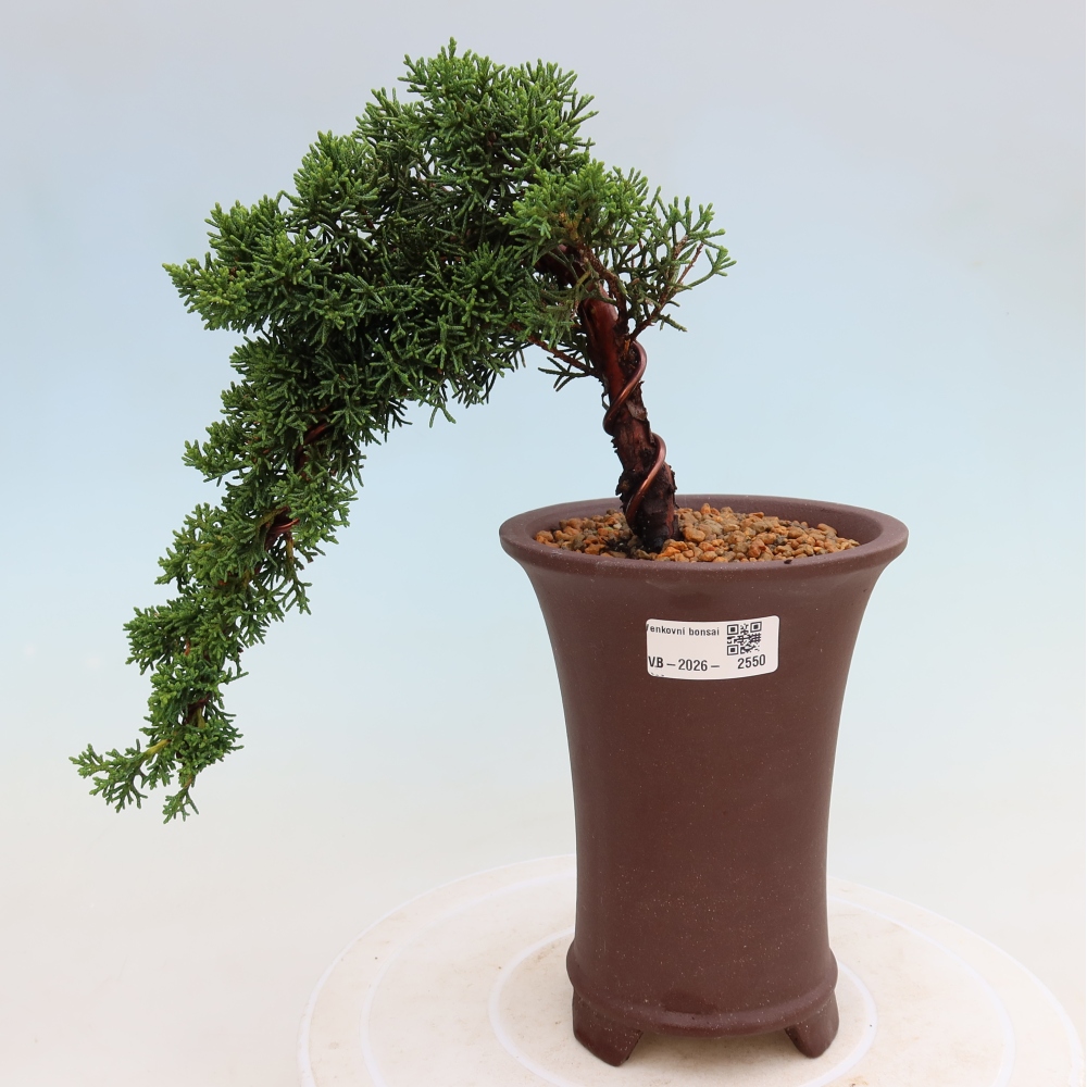 Venkovní bonsai - Juniperus chinensis Kishu -Jalovec čínský