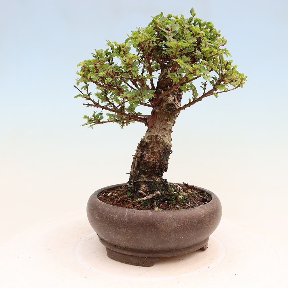 Venkovní bonsai - Ulmus parvifolia Sagei - Malolistý jilm