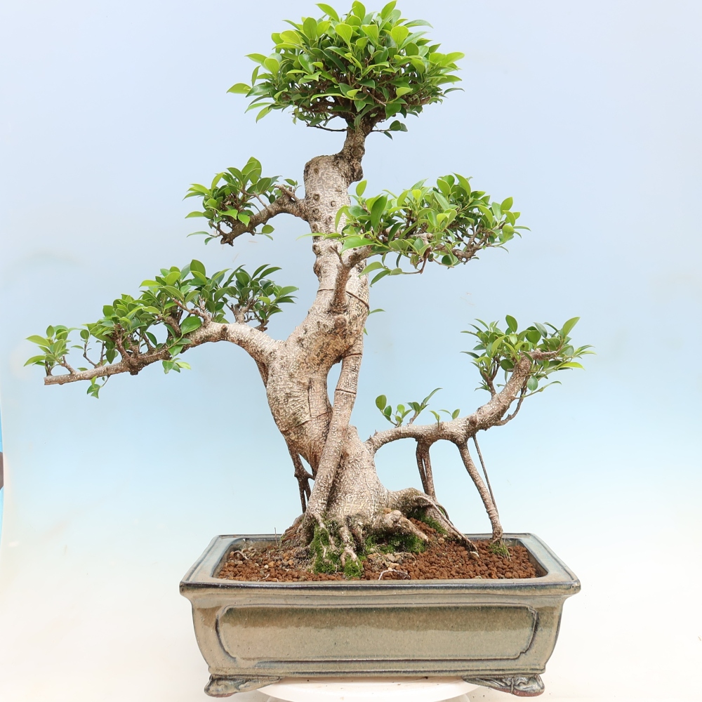 Pokojová bonsai - Ficus kimmen -  malolistý fíkus