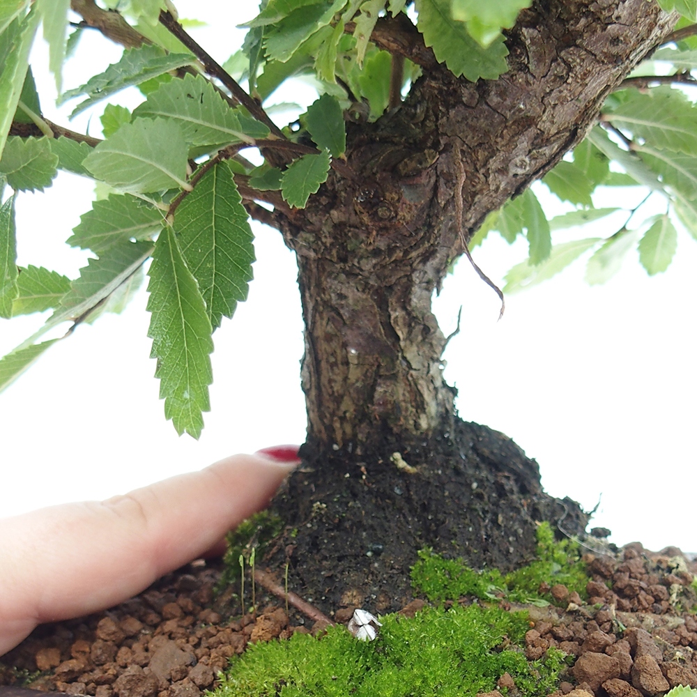 Venkovní bonsai - Zelkova - Zelkova NIRE
