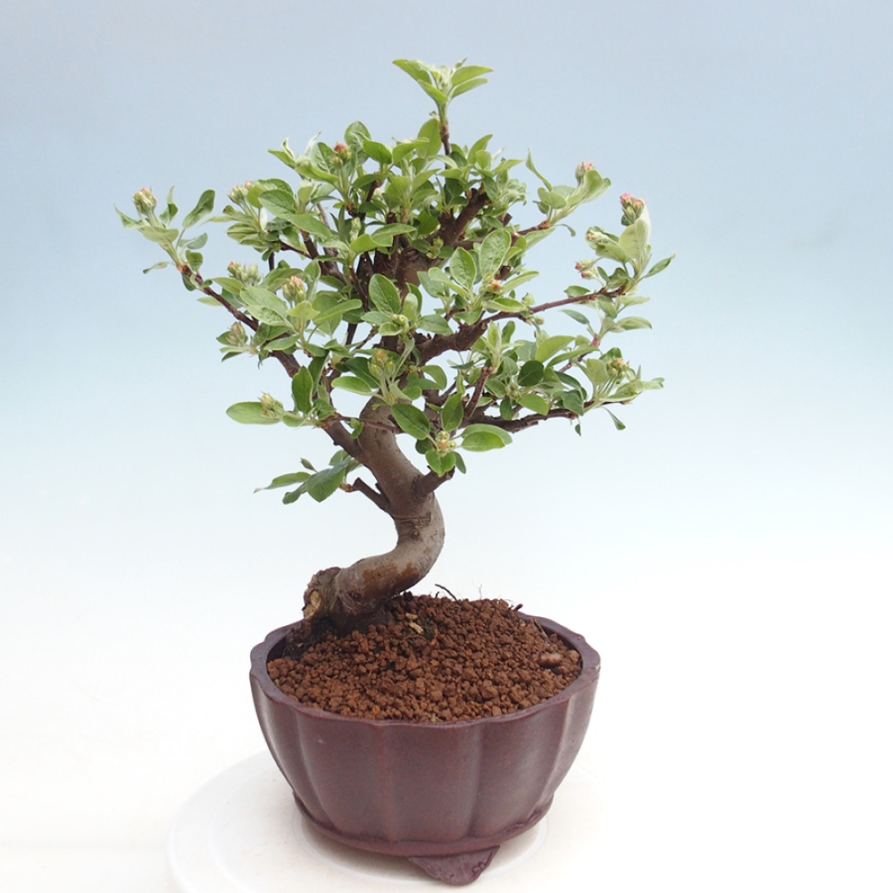 Venkovní bonsai -Malus halliana - Maloplodá jabloň