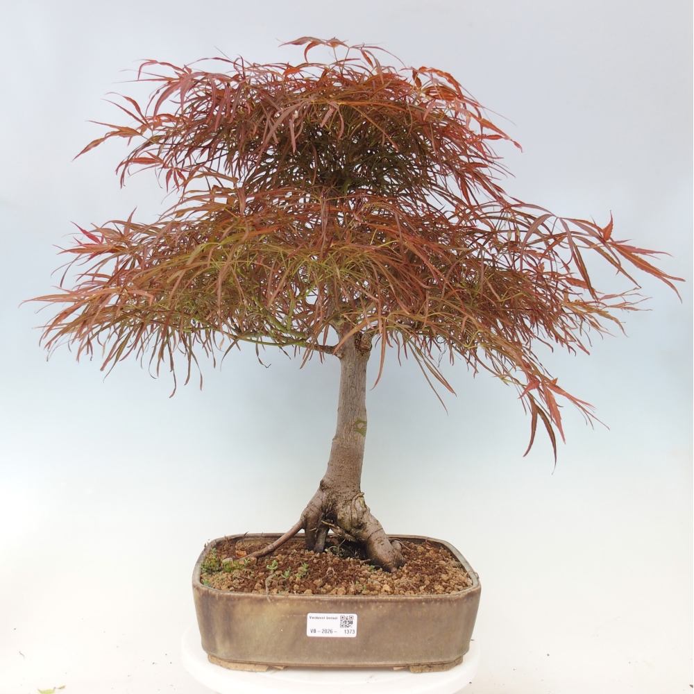 Venkovní bonsai - Javor dlanitolistý - Acer palmatum RED PYGMY