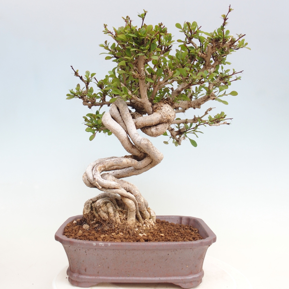 Venkovní bonsai - Berberis coreana - Dřištál korejský