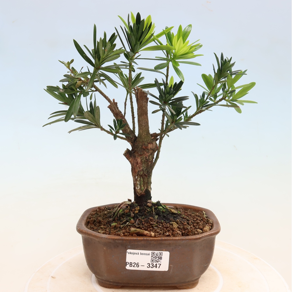 Pokojová bonsai - Podocarpus - Kamenný tis