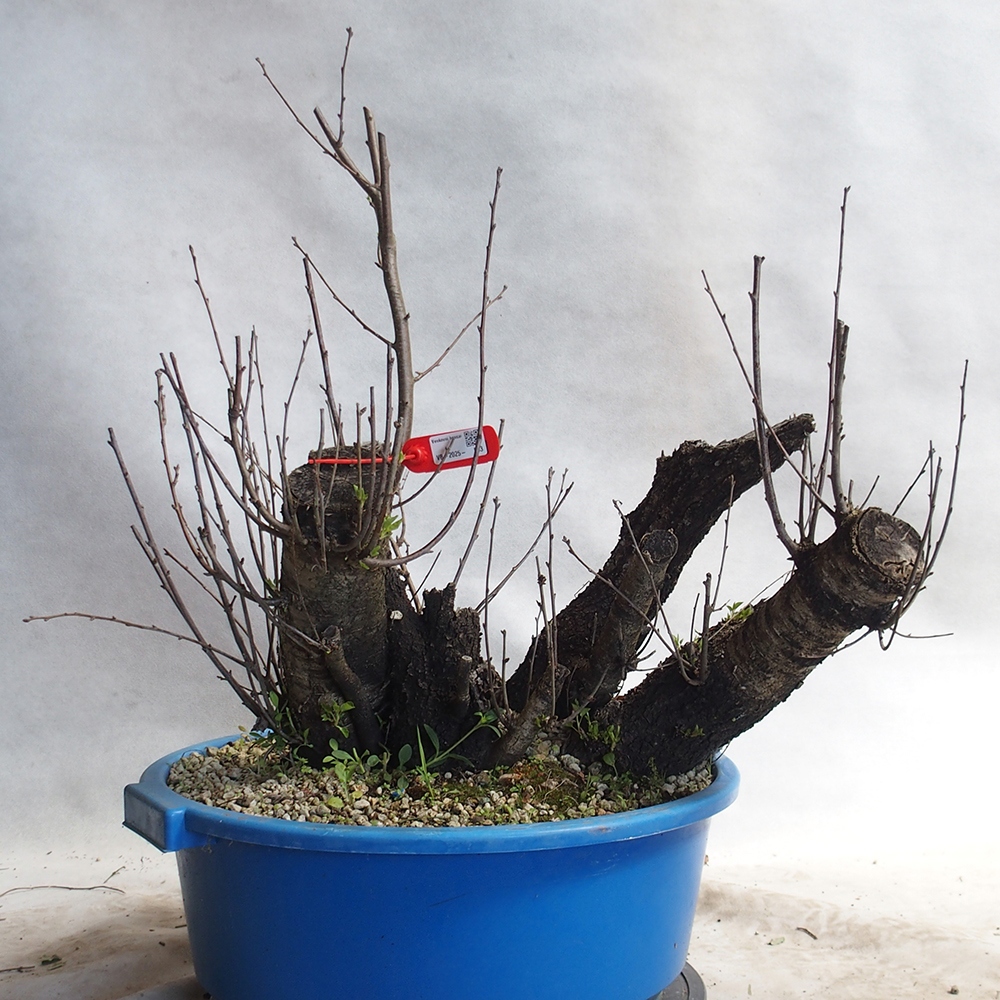 Venkovní bonsai -Mahalebka - Prunus mahaleb