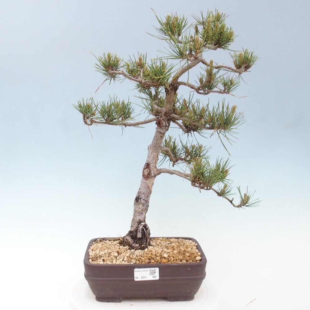 Venkovní bonsai - Pinus Sylvestris Watererri - Borovice lesní