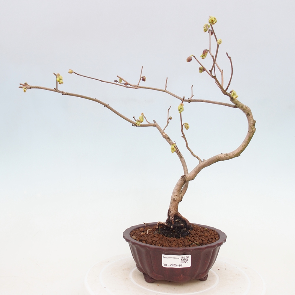 Venkovní bonsai - Lískoveček - Corylopsis Spicata
