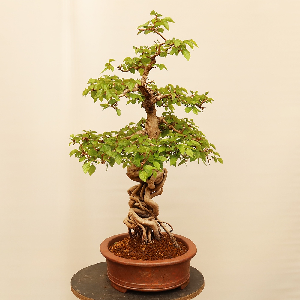 Venkovní bonsai -Carpinus Coreana - Habr korejský