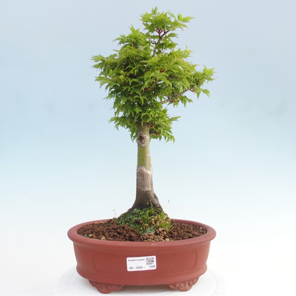 Venkovní bonsai -Javor dlanitolistý Acer palmatum Shishigashira