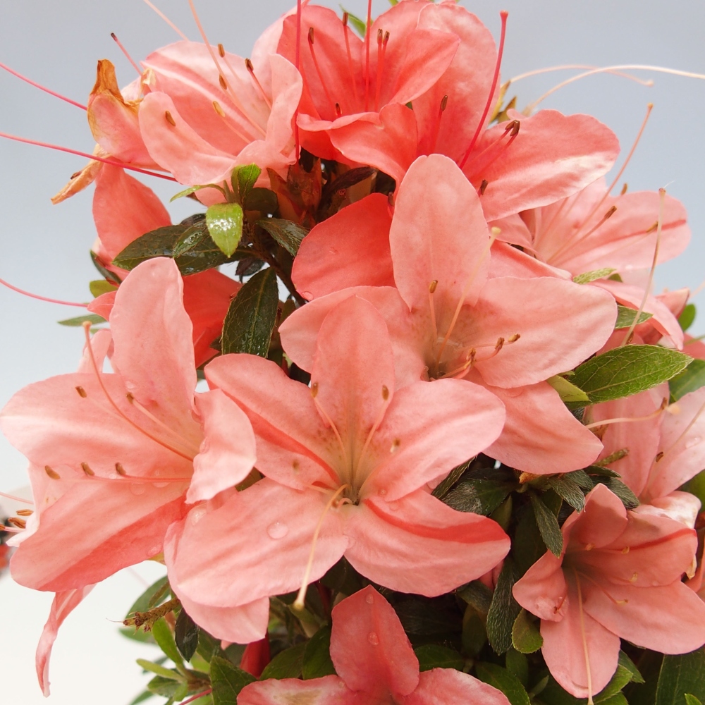 Venkovní bonsai - Japonská azalka - Azalea Nikko