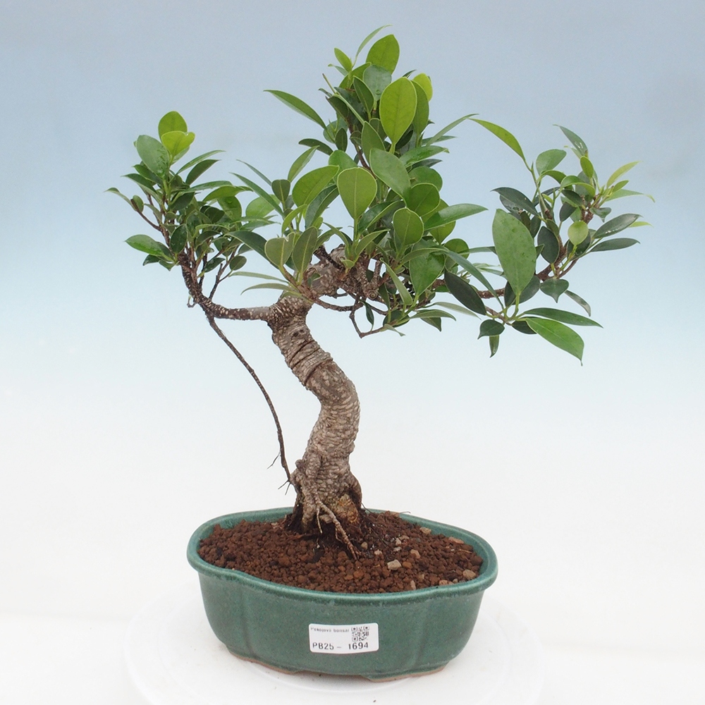 Pokojová bonsai - Ficus retusa -  malolistý fíkus