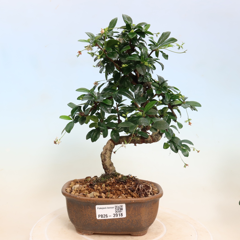Pokojová bonsai - Carmona macrophylla - Čaj fuki