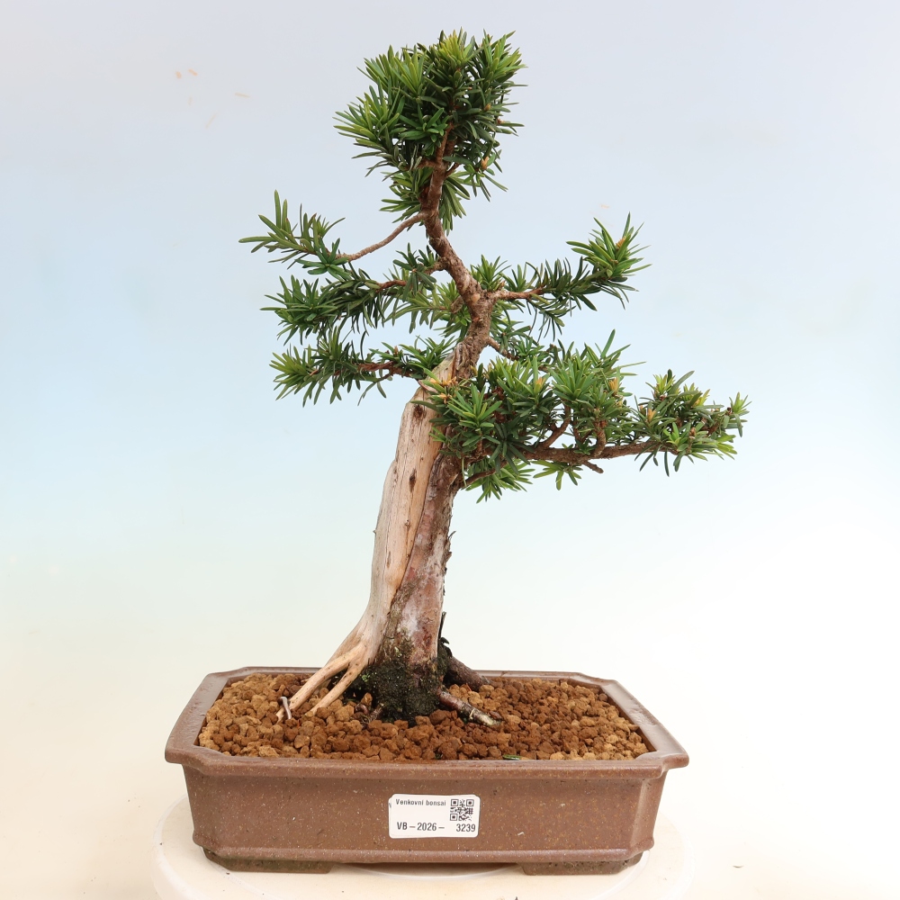 Venkovní bonsai - Taxus cuspidata  - Tis japonský