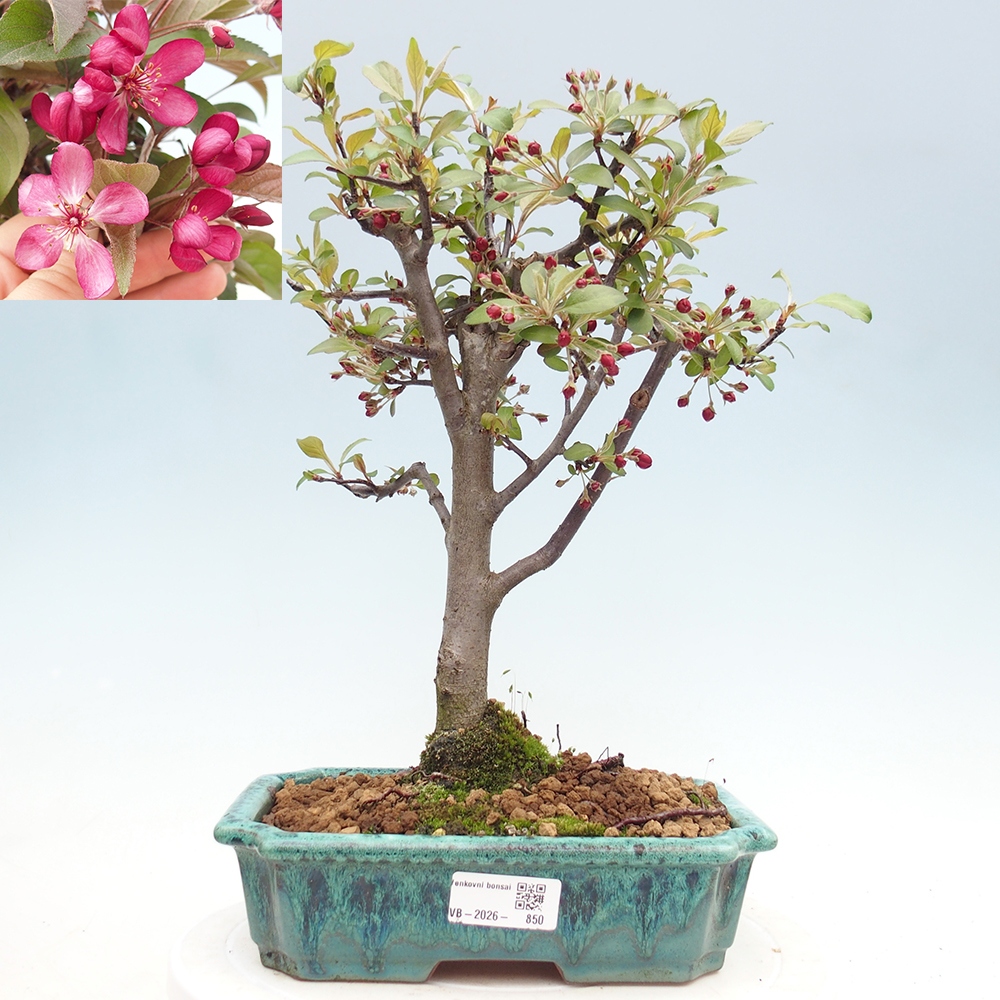 Venkovní bonsai -Malus domestica - Maloplodá jabloň červenolistá