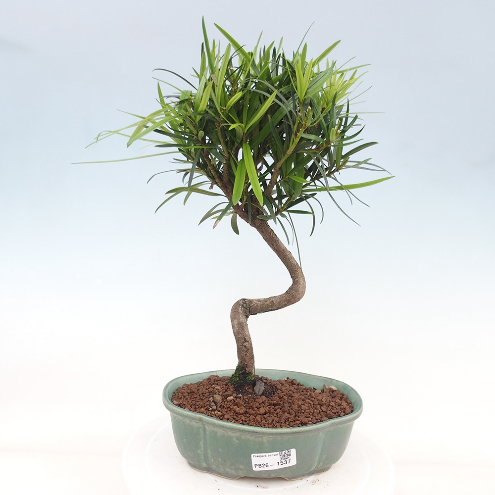 Pokojová bonsai - Podocarpus - Kamenný tis