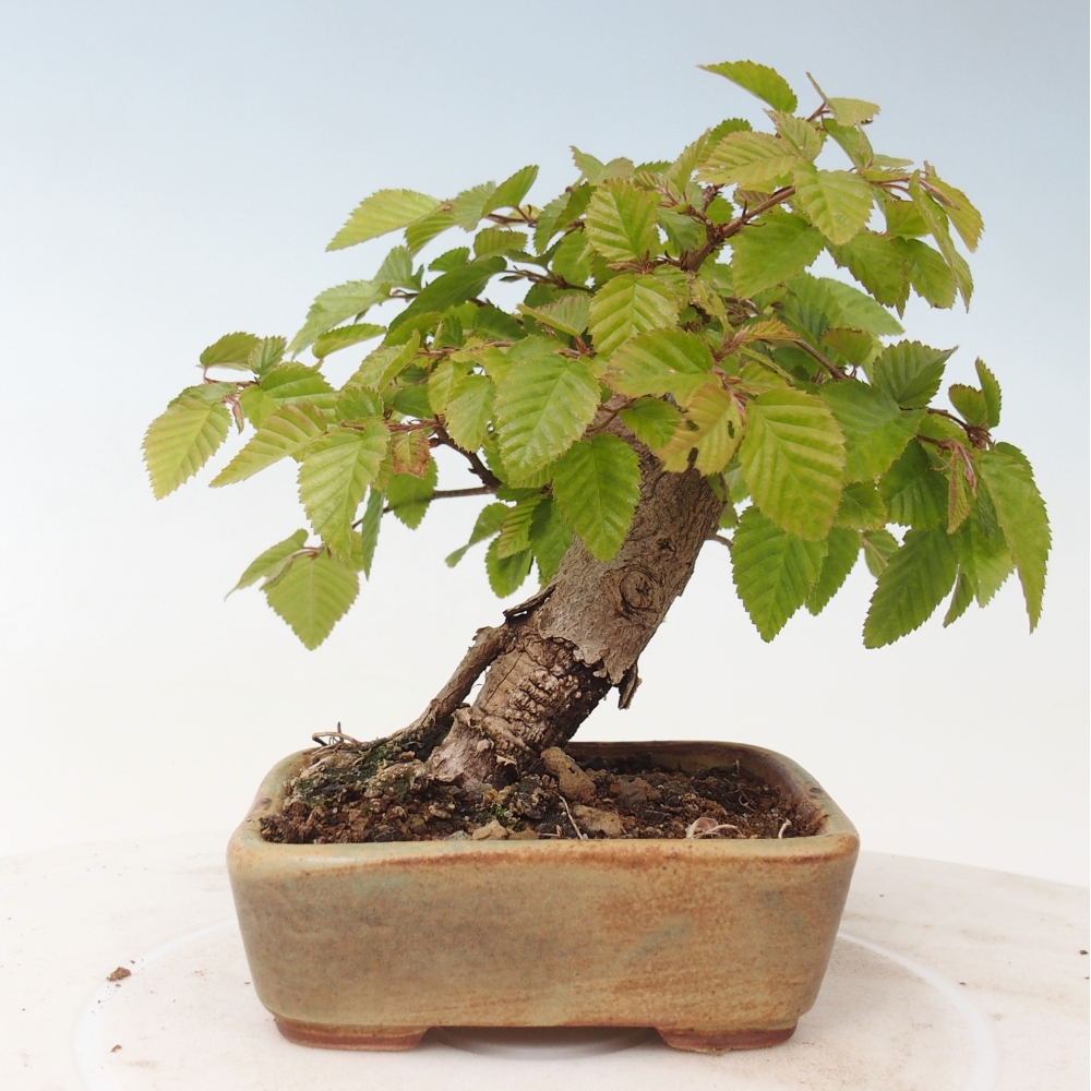 Venkovní bonsai -Carpinus CARPINOIDES - Habr korejský