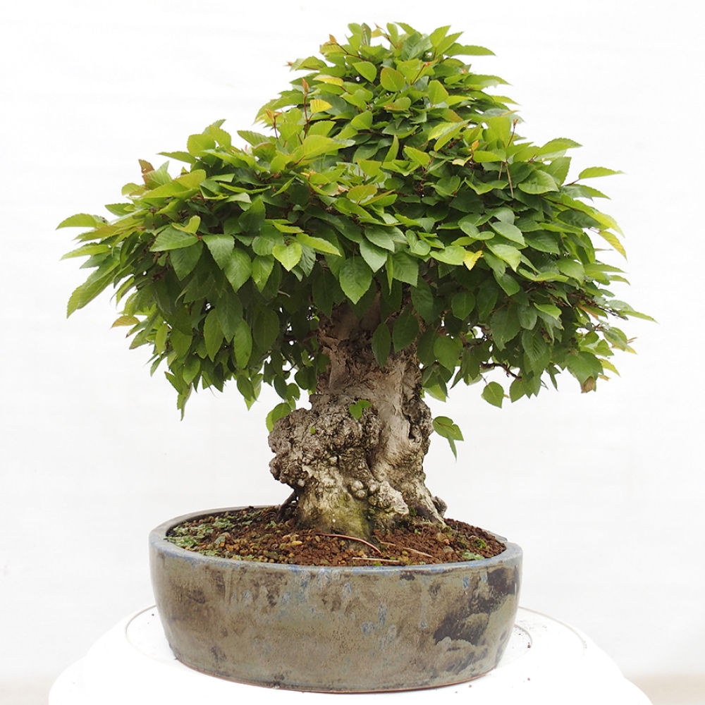 Venkovní bonsai -Carpinus CARPINOIDES - Habr korejský