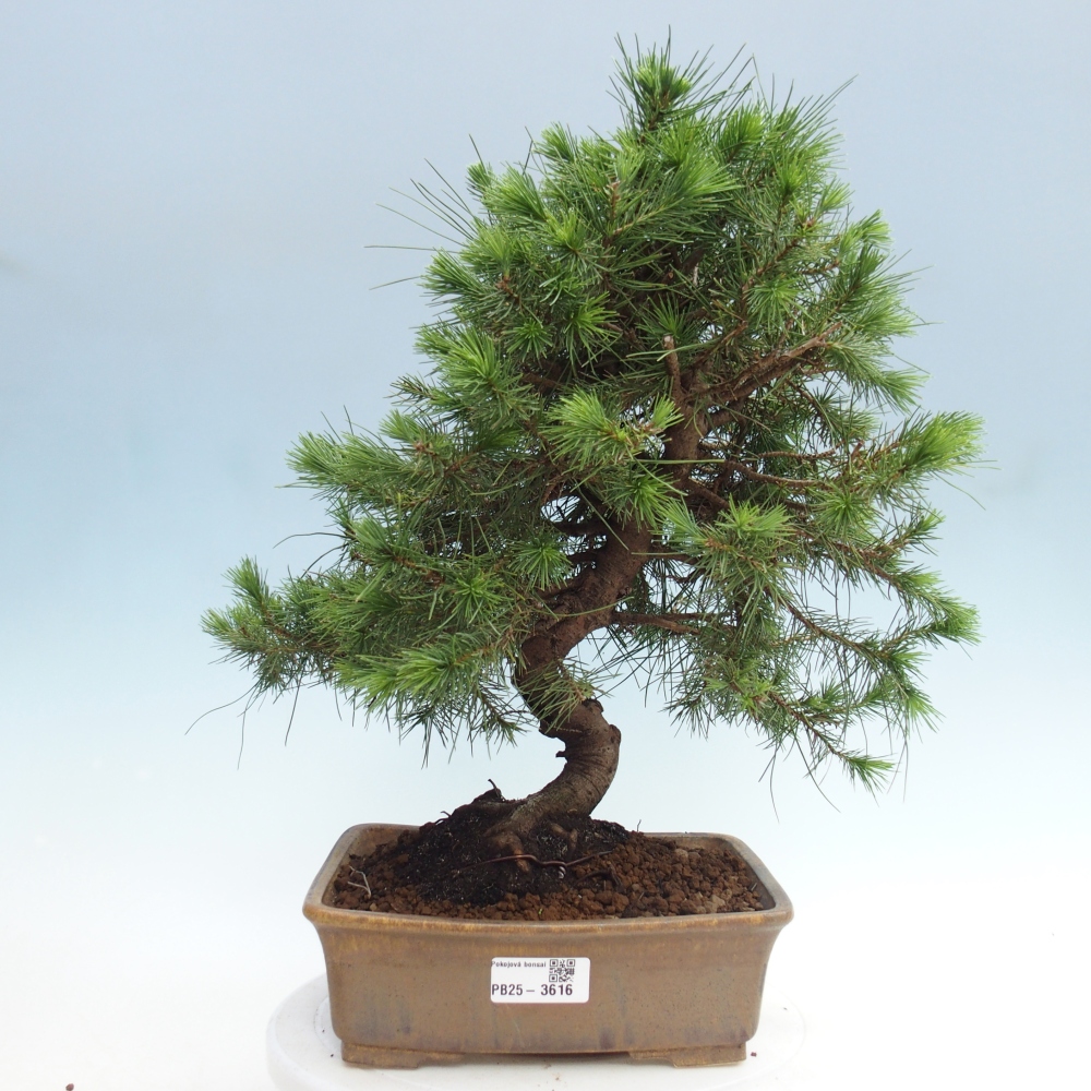 Pokojová bonsai-Pinus halepensis-Borovice alepská