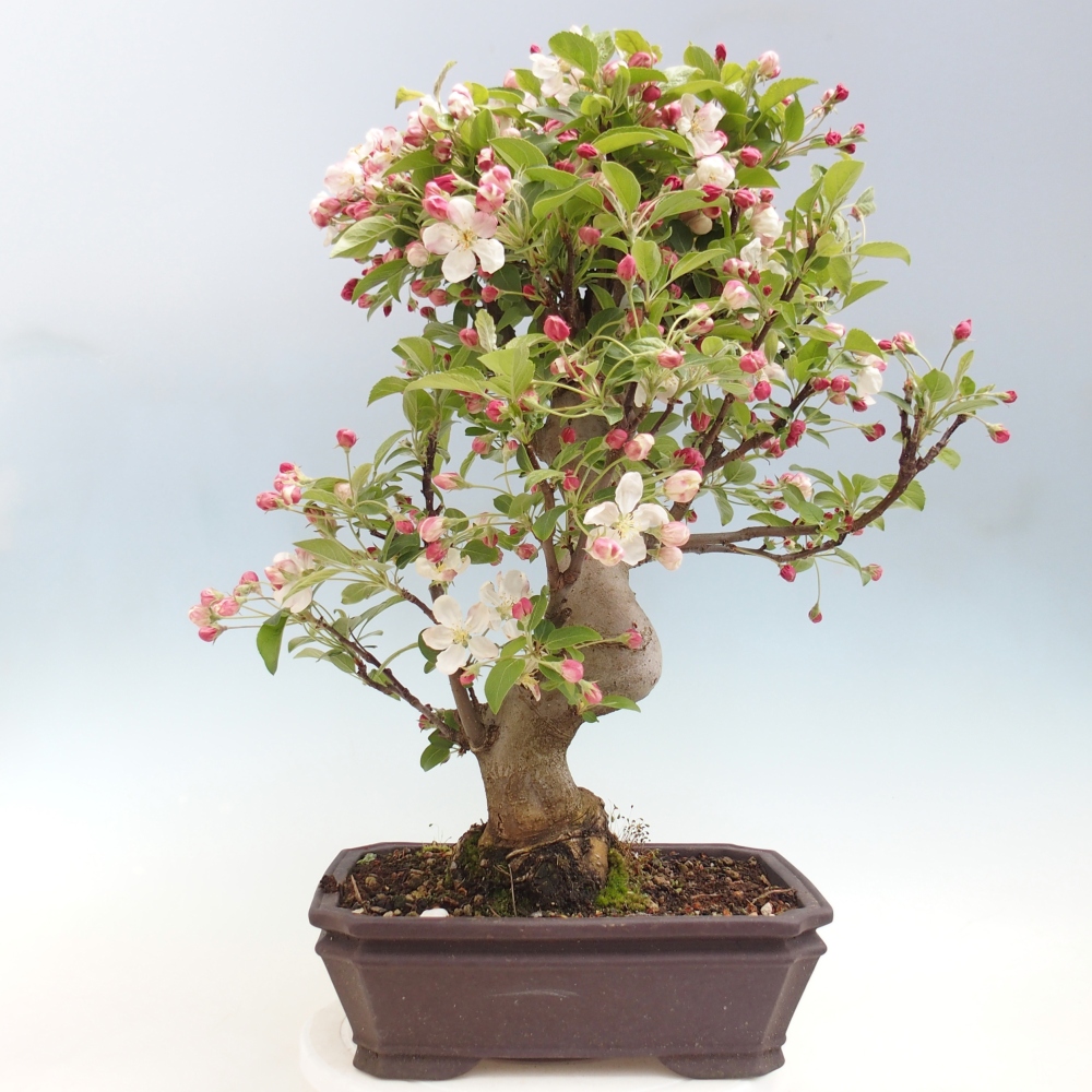 Venkovní bonsai -Malus halliana - Maloplodá jabloň