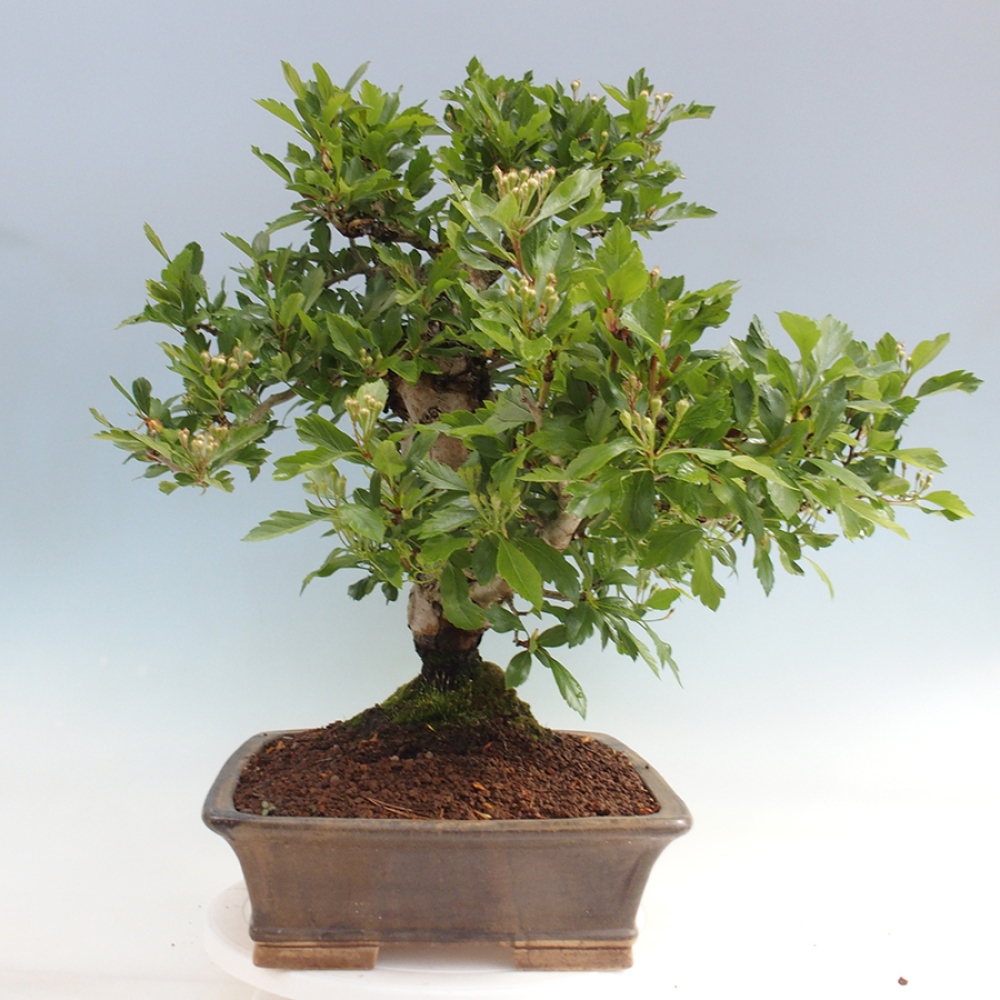 Venkovní bonsai - Hloh klínovitý - Crataegus cuneata