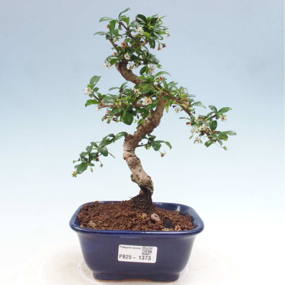Pokojová bonsai - Carmona macrophylla - Čaj fuki