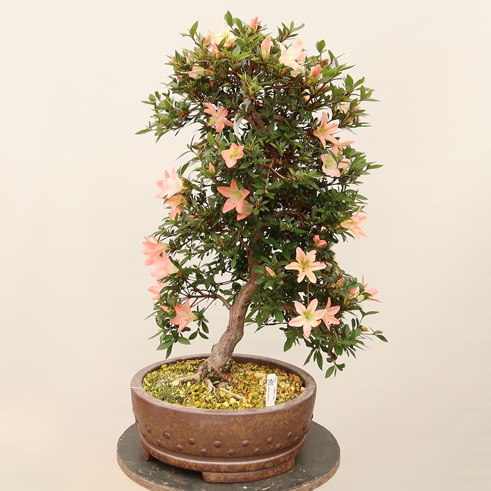Venkovní bonsai - Japonská azalka - Azalea Chihiro